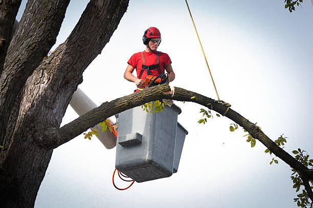 The Steps Involved in Our Tree Care Process in Brigham City, UT